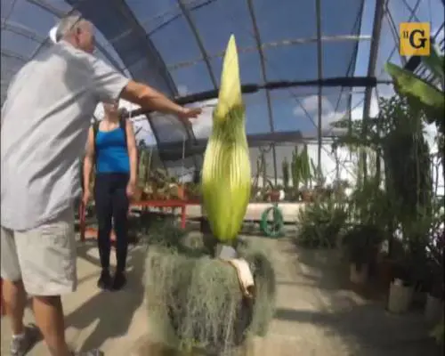 Raro fiore gigante fiorisce in time-lapse