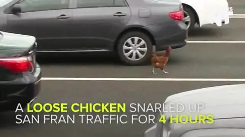 Gallina in autostrada a San Francisco. Traffico bloccato per oltre quattro ore