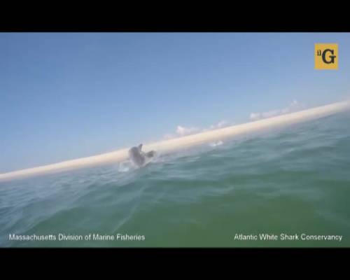 Foca fugge dalle fauci dello squalo bianco