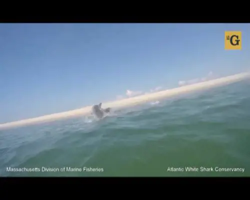 Foca fugge dalle fauci dello squalo bianco