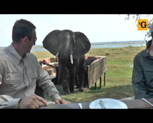 Zimbawe, elefante irrompe durante la colazione dei turisti