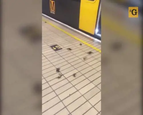 Metropolitana di Newcastle invasa dai granchi