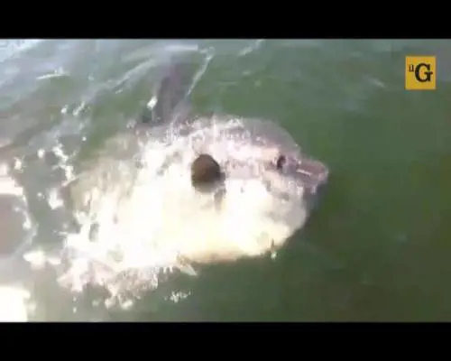 Pescatore diventa virale (per le parolacce)