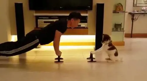 Il cane che si allena con il padrone commuove il web