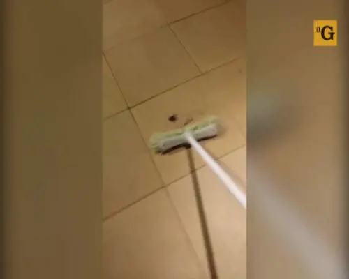 Schiaccia il ragno e libera migliaia di ragnetti appena nati