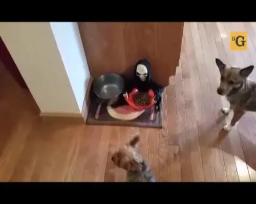 Lo scherzo di Halloween al povero cagnolino
