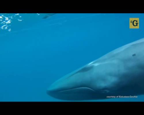 Filmata per la prima volta balena rarissima