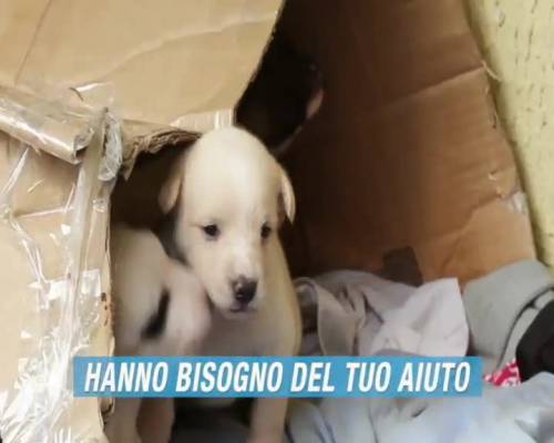 Animali, un sms salva la vita