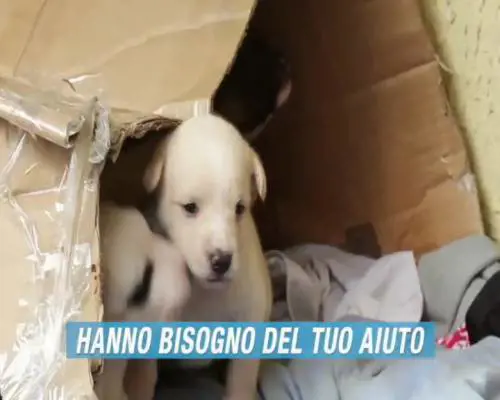 Animali, un sms salva la vita