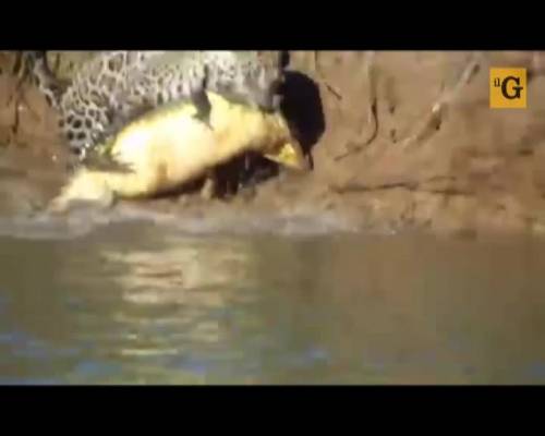 Il giaguaro cattura il coccodrillo con un tuffo