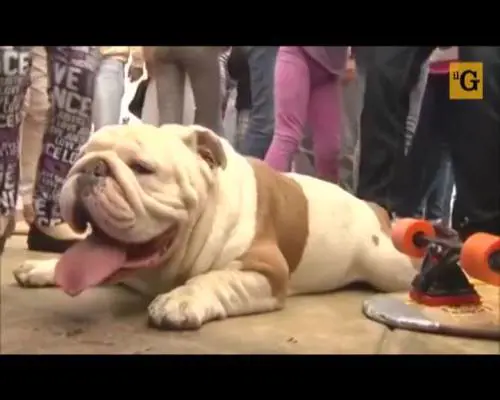 Bulldog entra nel Guinnes dei Primati su uno skateboard