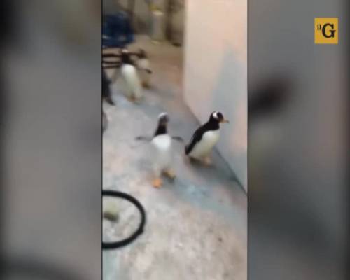 I pinguini tentano la fuga dallo zoo e sbancano il web