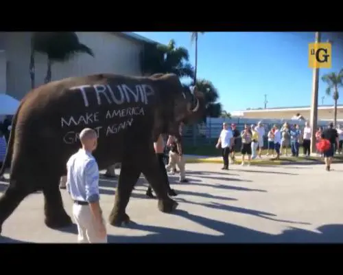 Elefante al comizio-circo di Donald Trump