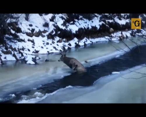 Polizia salva la renna caduta nel fiume ghiacciato