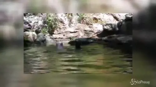 La capra cade in acqua: a salvarla è un maiale