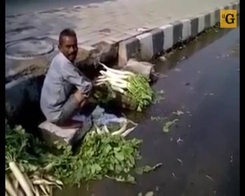 India, commerciante lava verdure con acqua di fogna