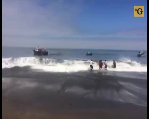 Salvata balena spiaggiata in Cile