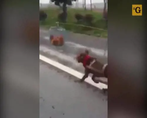 Cane traina carretta con l'inganno