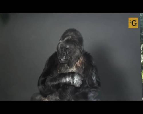 Il gorilla spiega: "L'uomo è stupido"