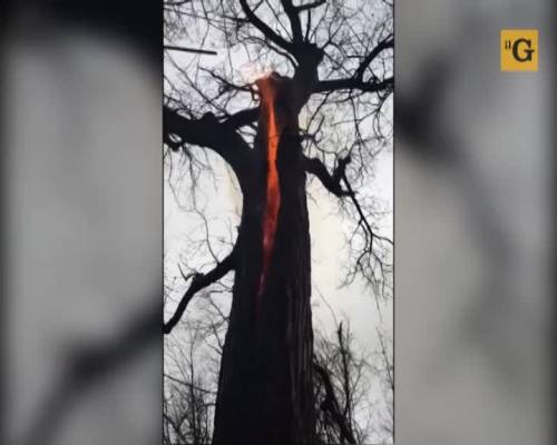 Ohio, filmato "l'albero del Diavolo"