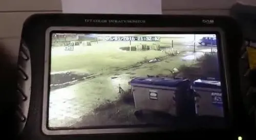 Il lancio dei cani a Napoli