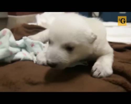 Orso polare bebè, star di Youtube