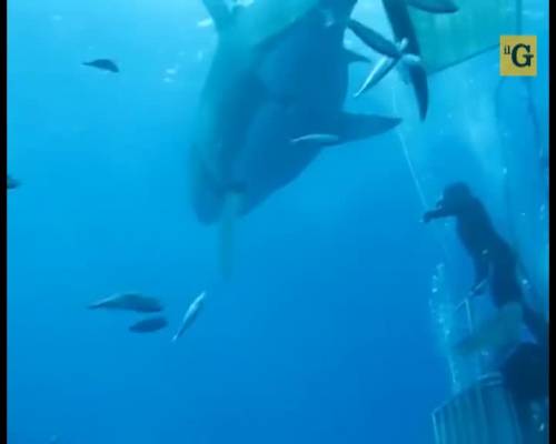 Lo squalo bianco più grande del mondo 
