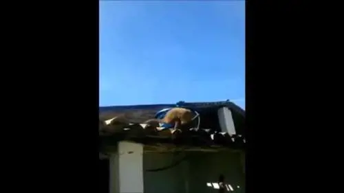Il macaco ubriaco minaccia i passanti