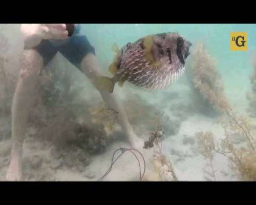 Pesce palla innamorato assiste la compagna durante il salvataggio