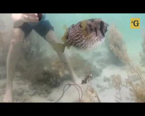 Pesce palla innamorato assiste la compagna durante il salvataggio