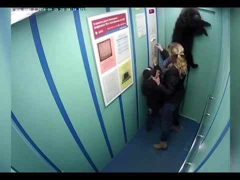 Cagnolino incastrato col guinzaglio tra le porte dell'ascensore