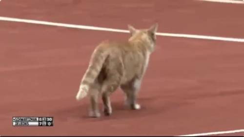 Il gatto è in campo: il tennista lo colpisce con una pallina