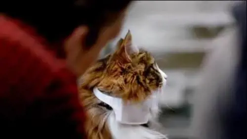 Il collare che fa "parlare" il vostro gatto