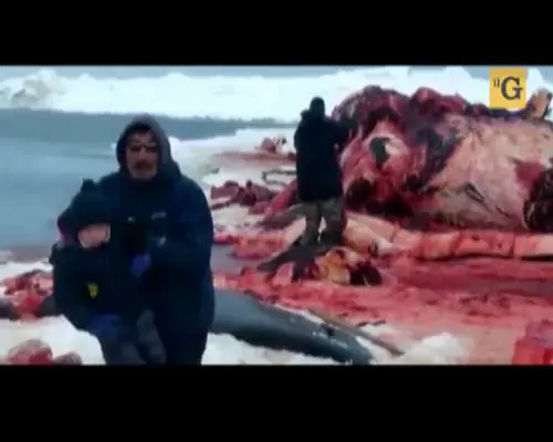 Colpo in testa all'orso polare affamato