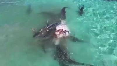 Riprese choc dal drone: balena divorata da squali