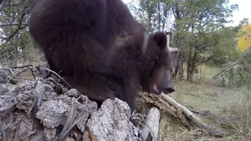 Fa il solletico al grizzly. E il video fa tenerezza