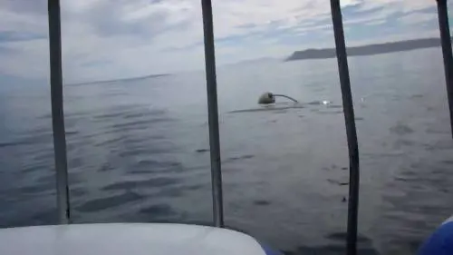 Immersi nella gabbia. Squalo bianco "attacca"
