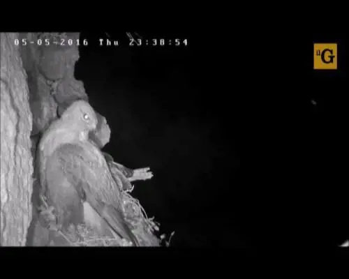 Il gufo rapisce un falchetto dal nido