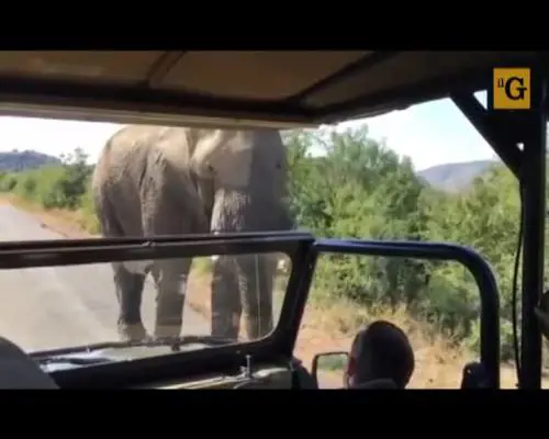 Schwarzenegger inseguito da un elefante