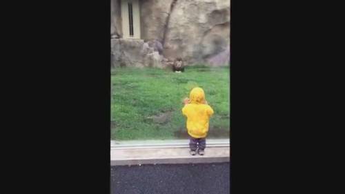Paura allo zoo: leone si lancia all'attacco di un bimbo per sbranarlo
