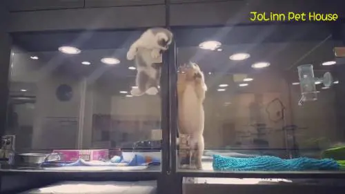 Amore cucciolo: il gatto scappa dalla gabbia per stare col cagnolino
