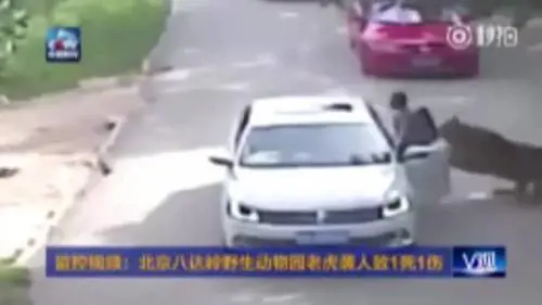 Cina, donna aggredita e uccisa dalle tigri nel parco naturale: "Era scesa dall'auto per soccorrere la figlia"
