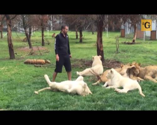 Tigre difende uomo dall'attacco di un giaguaro