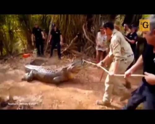 Australia. Catturato coccodrillo gigante