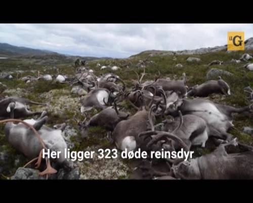 Norvegia. Fulmine stermina 323 renne nel parco naturale