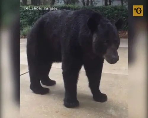 Distratta dal cellulare non vede arrivare l'orso
