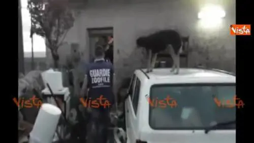 Ragusa, decine di cani denutriti salvati dalla polizia 