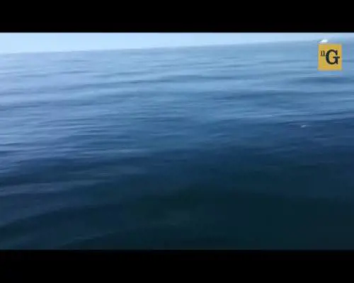Squalo bianco punta la barca con padre e figlio a bordo