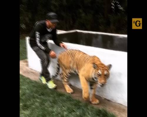 Lewis Hamilton spaventa la tigre del Bengala