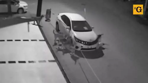 Branco di cani assalta e distrugge un'auto parcheggiata